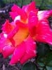 Caribia (Edelrose) Bild der Rose 'Caribia' (Edelrose)