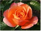 Bild der Rose 'Cherry Brandy 85' (Edelrose)