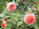 Chippendale (Edelrose) Bild der Rose 'Chippendale' (Edelrose)