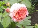 Chippendale (Edelrose) Bild der Rose 'Chippendale' (Edelrose)