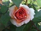 Chippendale (Edelrose) Bild der Rose 'Chippendale' (Edelrose)