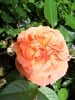 Chippendale (Edelrose) Bild der Rose 'Chippendale' (Edelrose)