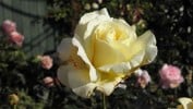 Citrina (Edelrose) Bild der Rose 'Citrina' (Edelrose)