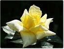 Citrina (Edelrose) Bild der Rose 'Citrina' (Edelrose)