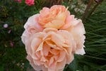 Doris Tysterman (Edelrose) Bild der Rose 'Doris Tysterman' (Edelrose)