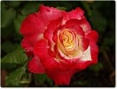Double Delight (Edelrose) Bild der Rose 'Double Delight' (Edelrose)