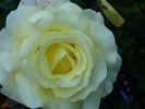 Bild der Rose 'Elina' (Edelrose)