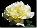 Bild der Rose 'Elina' (Edelrose)