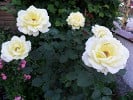 Bild der Rose 'Elina' (Edelrose)