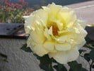 Bild der Rose 'Elina' (Edelrose)
