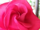 Bild der Rose 'Erotika' (Edelrose)