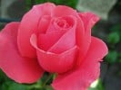 Bild der Rose 'Erotika' (Edelrose)