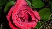 Bild der Rose 'Erotika' (Edelrose)