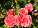 Focus (Edelrose) Bild der Rose 'Focus' (Edelrose)