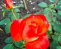 Bild der Rose 'France Libre' (Edelrose)