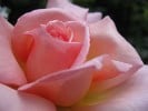Bild der Rose 'Frederic Mistral' (Edelrose)