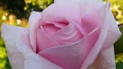 Bild der Rose 'Frederic Mistral' (Edelrose)