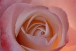 Bild der Rose 'Frederic Mistral' (Edelrose)