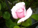 Bild der Rose 'Frederic Mistral' (Edelrose)