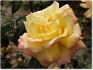 Bild der Rose 'Gloria Dei' (Edelrose)