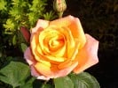 Bild der Rose 'Gloria Dei' (Edelrose)