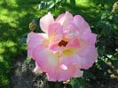 Bild der Rose 'Gloria Dei' (Edelrose)