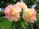 Bild der Rose 'Gloria Dei' (Edelrose)