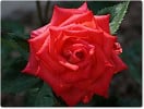 Hermann Berger (Edelrose) Bild der Rose 'Hermann Berger' (Edelrose)