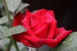 Herz Ass (Edelrose) Bild der Rose 'Herz Ass' (Edelrose)