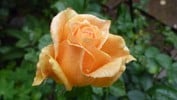 Just Joey (Edelrose) Bild der Rose 'Just Joey' (Edelrose)