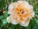 Just Joey (Edelrose) Bild der Rose 'Just Joey' (Edelrose)