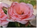 Katrin (Edelrose) Bild der Rose 'Katrin' (Edelrose)