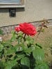 Bild der Rose 'Komet' (Edelrose)