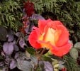 Kontrast (Edelrose) Bild der Rose 'Kontrast' (Edelrose)
