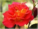 Kontrast (Edelrose) Bild der Rose 'Kontrast' (Edelrose)