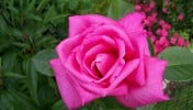 Lady Like (Edelrose) Bild der Rose 'Lady Like' (Edelrose)