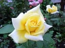 Landora (Edelrose) Bild der Rose 'Landora' (Edelrose)