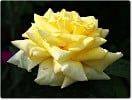 Landora (Edelrose) Bild der Rose 'Landora' (Edelrose)