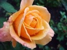 Bild der Rose 'Lolita' (Edelrose)