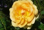 Mabella (Edelrose) Bild der Rose 'Mabella' (Edelrose)