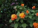 Bild der Rose 'Magma' (Edelrose)