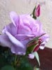 Mainzer Fastnacht (Edelrose) Bild der Rose 'Mainzer Fastnacht' (Edelrose)
