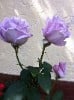 Mainzer Fastnacht (Edelrose) Bild der Rose 'Mainzer Fastnacht' (Edelrose)