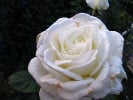 Memoire (Edelrose) Bild der Rose 'Memoire' (Edelrose)