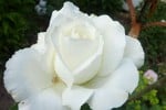Memoire (Edelrose) Bild der Rose 'Memoire' (Edelrose)
