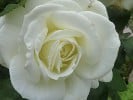 Memoire (Edelrose) Bild der Rose 'Memoire' (Edelrose)