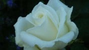 Memoire (Edelrose) Bild der Rose 'Memoire' (Edelrose)