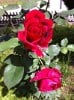 Bild der Rose 'Mister Lincoln' (Edelrose)