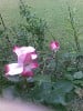 Bild der Rose 'Nostalgie' (Edelrose)