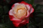 Bild der Rose 'Nostalgie' (Edelrose)